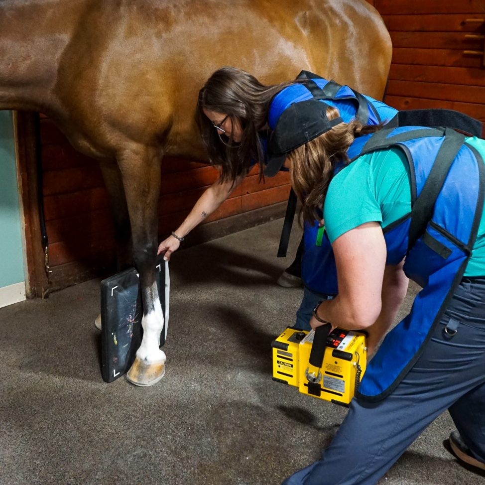 diagnostic-imaging-nw-equine-performance